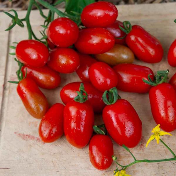 Potagères - Tomate Aligote HF1 - Graines d'Exception - face recto